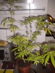 Buisson2 CalifornianOrangeSkunk