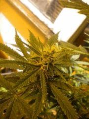 FLO+24 / Il commence a y avoir des petites perles de resine ! miam ;)