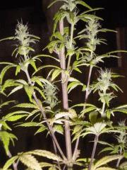OrangeBud d'a l'epoque ! (8ans..)