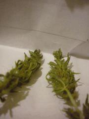 Orange Bud Sechage