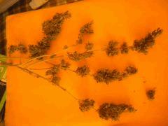 Cut Buisson1 Cali-Orange-S