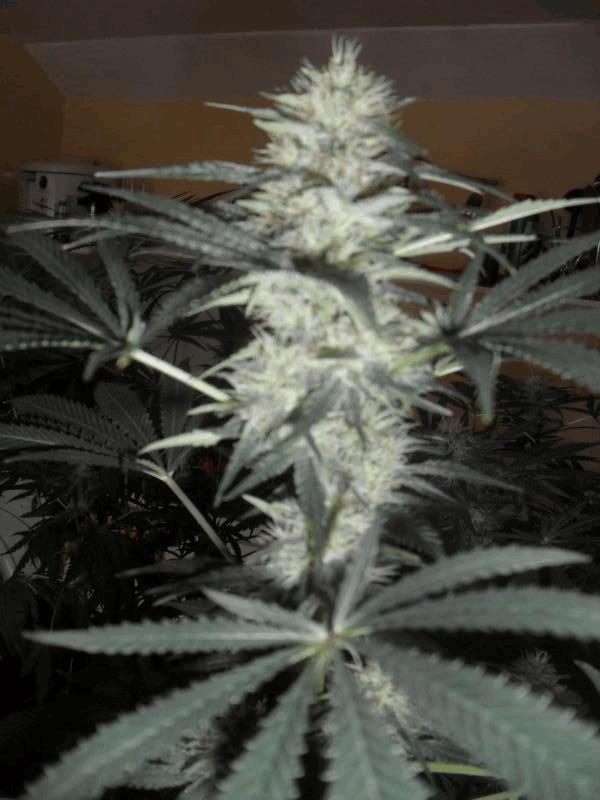 super skunk