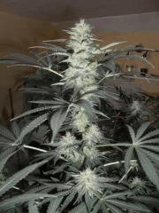 Flo 30 (1)