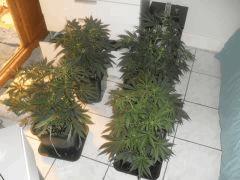 Flo 3 (3)