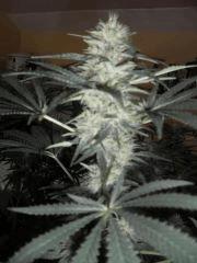 Flo 30 (5)
