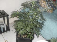 Flo 3 (8)