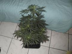 Flo 3 (7)