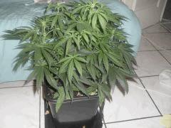Flo 3 (1)
