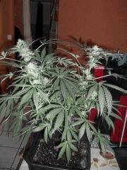 Flo 30 (2)