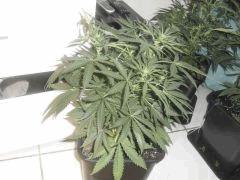 Flo 3 (2)