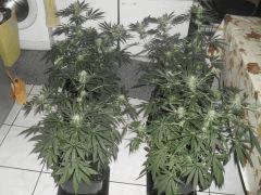 Flo  24 (6)