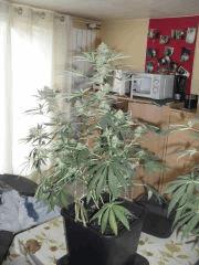 Flo 30 (4)