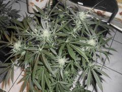 Flo  24 (5)