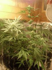 Flo 30 (3)