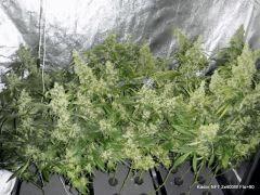 NFT 2x400W Flo 60 (1)