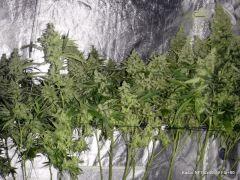 NFT 2x400W Flo 60 (2)