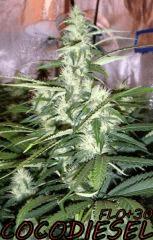 NFT/2x400w/cro+4/flo+30/cocodiesel