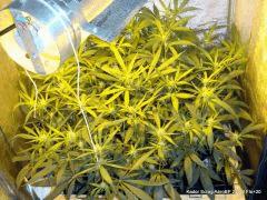 Scrog AéroBP 250W Flo 21 (2)
