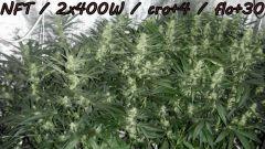 NFT/2x400w/cro+4/flo+30/ecsd/uk cheese/cocodiesel