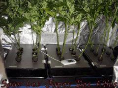 NFT/2x400W/Cro+4/Flo+41