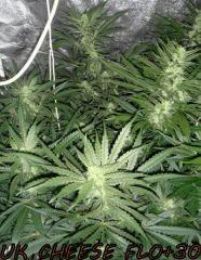 NFT/2x400w/cro+4/flo+30/uk cheese