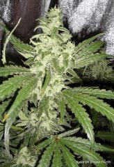 UK Cheese Flo+50