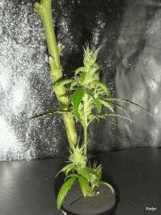 Gourmand de CocoDiesel :)