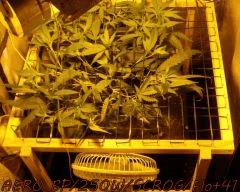 AERO BP/250W/SCROG/Flo+5