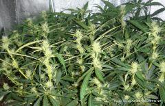 Kador Scrog Aéro BP 250W Flo 27 (4)