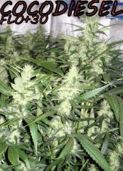 NFT/2x400w/cro+4/flo+30/cocodiesel