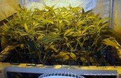 Scrog/AéroBP/250W Flo+13