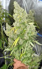 Kador CocoDiesel Flo+75