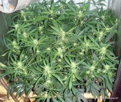 Kador Scrog Aéro BP 250W Flo 27 (3)