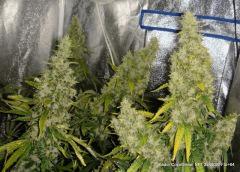 Kador CocoDiesel NFT 2x400WFlo 64 (1)