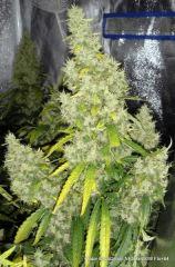 Kador CocoDiesel NFT 2x400WFlo 64 (2)