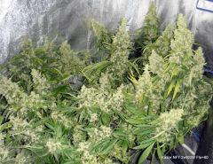NFT 2x400W Flo 60 (4)