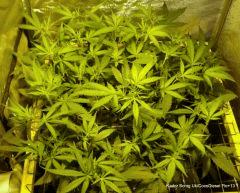 Scrog/AéroBP/250W Flo+13