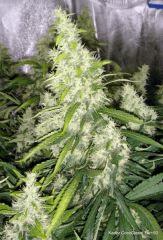 CocoDiesel Flo+50