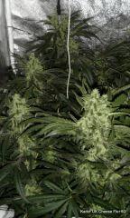 UK Cheese Flo+50