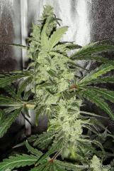 UK Cheese Flo+50
