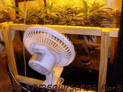 AERO BP/250W/SCROG/Flo+5