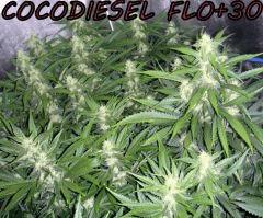 NFT/2x400w/cro+4/flo+30/cocodiesel