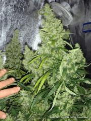 NFT 2x400W Flo 60 CocoDiesel