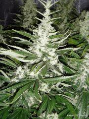 ECSD Flo+50