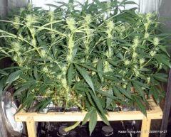 Kador Scrog Aéro BP 250W Flo 27 (1)