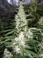 ECSD Flo+50