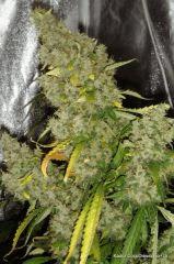Kador CocoDiesel Flo+75