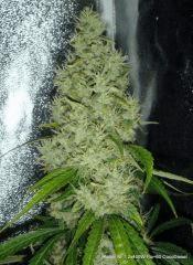 NFT 2x400W Flo 60 CocoDiesel (2)