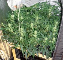 Kador Scrog Aéro BP 250W Flo 27 (2)