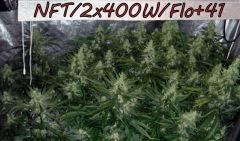 NFT/2x400W/Cro+4/Flo+41